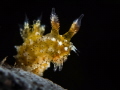   Polycera sp. sp  